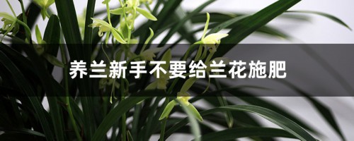 养兰新手不要给兰花施肥