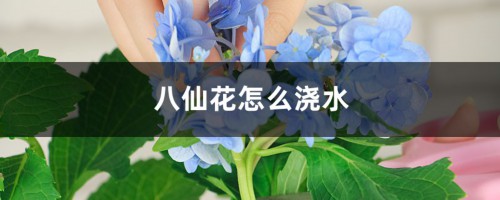 八仙花怎么浇水